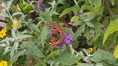 Aglais urticae