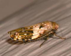 Menosoma cinctum