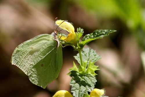Gonepteryx rhamni