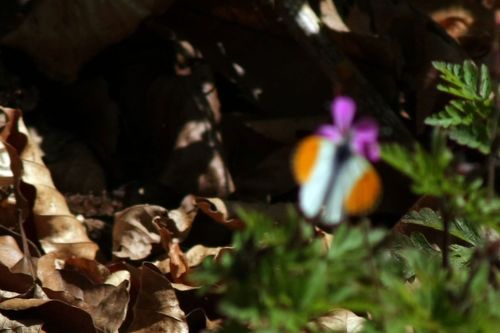 Anthocharis cardamines