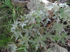 Erysiphe aquilegiae