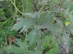Erysiphe aquilegiae