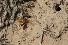 Nomada goodeniana