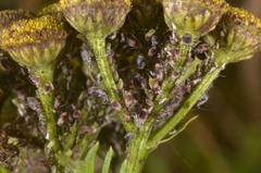 Metopeurum fuscoviride