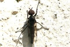 Dilophus febrilis
