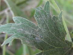 Erysiphe aquilegiae