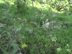 Erysiphe aquilegiae