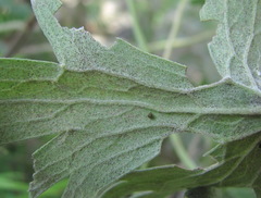 Erysiphe aquilegiae
