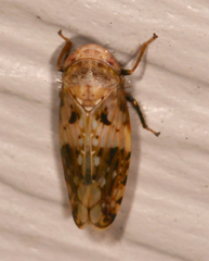 Menosoma cinctum