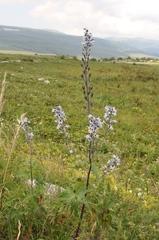Delphinium speciosum