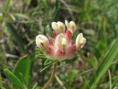 Anthyllis vulneraria boissieri