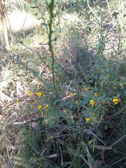 Bossiaea stephensonii