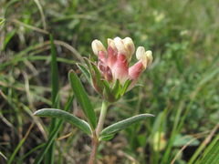 Anthyllis vulneraria boissieri