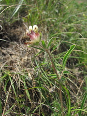 Anthyllis vulneraria boissieri