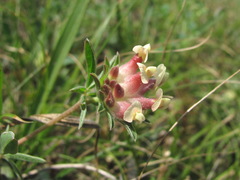 Anthyllis vulneraria boissieri