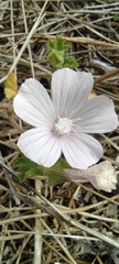 Malva setigera