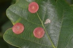 Neuroterus quercusbaccarum