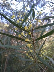 Acacia stricta