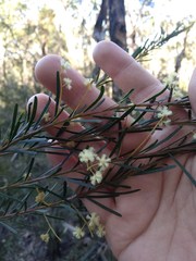 Acacia linifolia