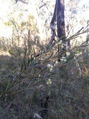 Acacia linifolia