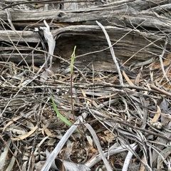Caladenia verrucosa