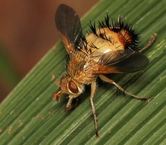 Dejeania bombylans