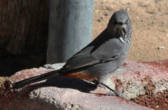 Curruca subcoerulea cinerascens