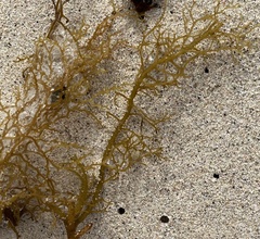 Cystoseira compressa