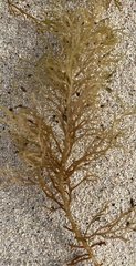 Cystoseira compressa