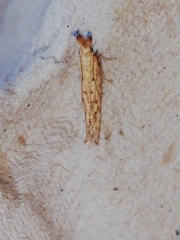 Pleurota