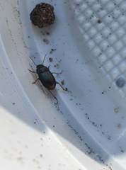 Carabidae