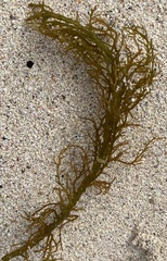 Cystoseira compressa