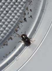 Carabidae