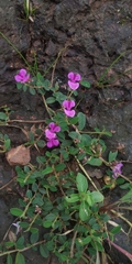 Indigofera dalzellii