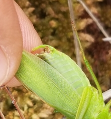 Scudderia curvicauda