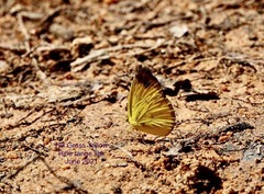 Eurema simulatrix