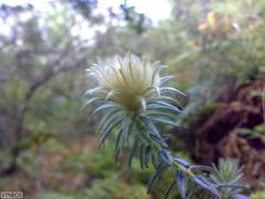 Phylica pubescens