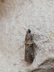 Acrobasis sodalella