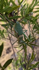 Steropleurus andalusius
