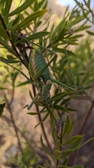 Steropleurus andalusius