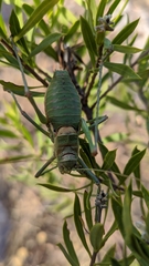 Steropleurus andalusius