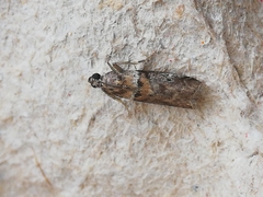 Acrobasis sodalella