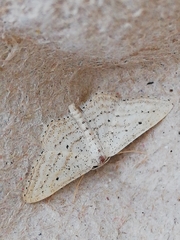 Idaea elongaria