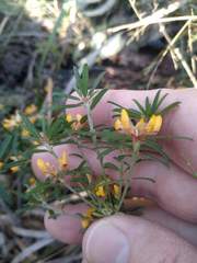 Pultenaea retusa