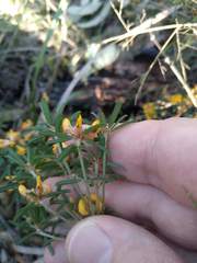 Pultenaea retusa