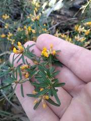 Pultenaea retusa