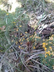 Pultenaea retusa