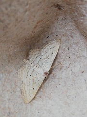Idaea elongaria