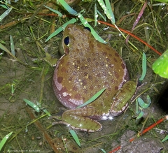 Hyla gratiosa