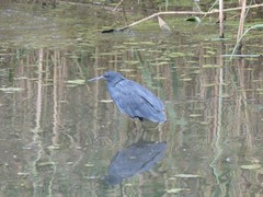Egretta ardesiaca